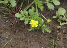 Attēlu rezultāti vaicājumam “Potentilla supina flower”