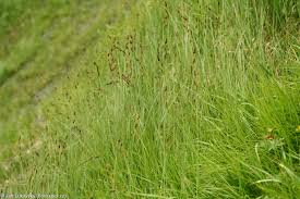 Attēlu rezultāti vaicājumam “Carex buxbaumii”