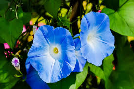 Image result for Prunkwinde