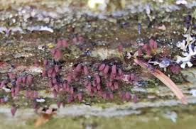 Attēlu rezultāti vaicājumam “Stemonitopsis subcaespitosa”