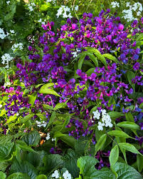 Attēlu rezultāti vaicājumam “Lathyrus vernus”