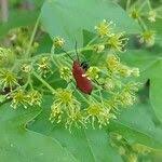 Attēlu rezultāti vaicājumam “Acer campestre flower”