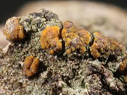 Attēlu rezultāti vaicājumam “Trapeliopsis granulosa”