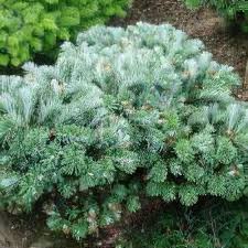 Attēlu rezultāti vaicājumam “Abies veitchii”