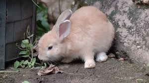 Attēlu rezultāti vaicājumam “Lepus sp.”