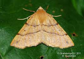 Attēlu rezultāti vaicājumam “Colotois pennaria”