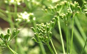 Image result for Kümmel