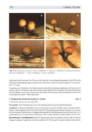 Attēlu rezultāti vaicājumam “Hemitrichia leiotricha”