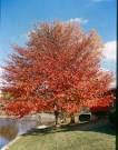 Picture of <b>Nyssa</b>