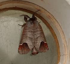 Attēlu rezultāti vaicājumam “Clostera curtula”