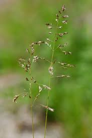 Attēlu rezultāti vaicājumam “Poa pratensis”