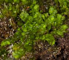 Attēlu rezultāti vaicājumam “Scapania”