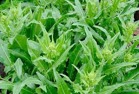 Attēlu rezultāti vaicājumam “Bunias orientalis”