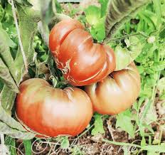 Afbeeldingsresultaat voor black elephant tomato