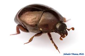 Attēlu rezultāti vaicājumam “Histeridae”