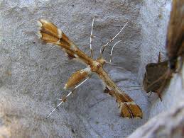 Attēlu rezultāti vaicājumam “Cnaemidophorus rhododactyla”