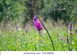 Attēlu rezultāti vaicājumam “Gladiolus imbricatus flower”