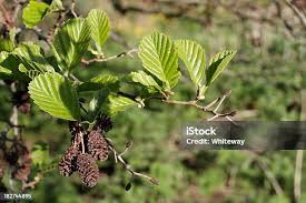 Attēlu rezultāti vaicājumam “Alnus glutinosa female flower”