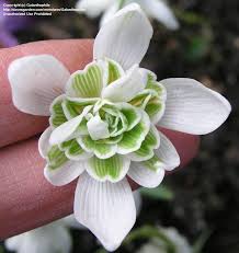 Attēlu rezultāti vaicājumam “Galanthus nivalis bud”