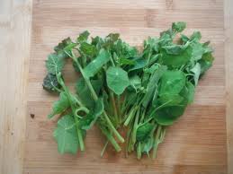 Attēlu rezultāti vaicājumam “Tropaeolum majus fruit”