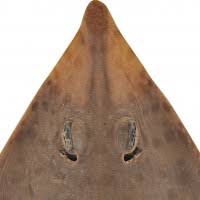 Image result for Acroteriobatus blochii