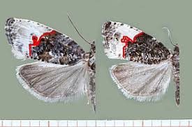 Attēlu rezultāti vaicājumam “Hedya nubiferana”