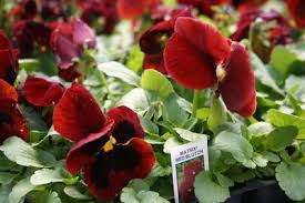 Image result for Viola wittrockiana