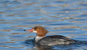 Attēlu rezultāti vaicājumam “Mergus merganser female”