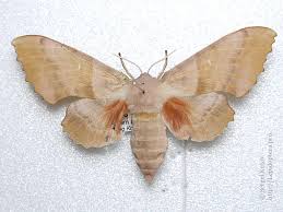 Attēlu rezultāti vaicājumam “Laothoe populi imago”