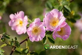 Image result for Rosa canina