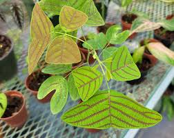Attēlu rezultāti vaicājumam “Verbascum densiflorum leaf”