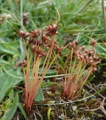 Attēlu rezultāti vaicājumam “Juncus capitatus”