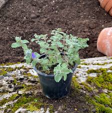 Image result for Katzenminze