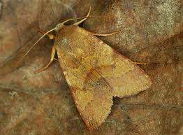 Attēlu rezultāti vaicājumam “Agrochola helvola”