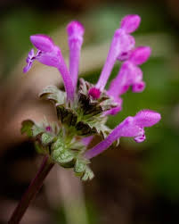 Attēlu rezultāti vaicājumam “Lamium amplexicaule”