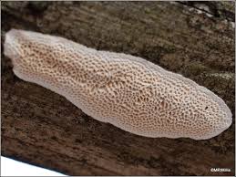 Attēlu rezultāti vaicājumam “Antrodia albida”