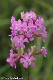 Attēlu rezultāti vaicājumam “Silene viscaria fruit”