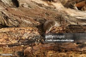 Attēlu rezultāti vaicājumam “Sorex araneus”