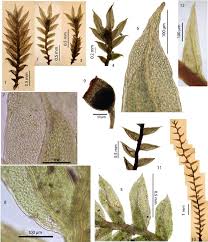 Attēlu rezultāti vaicājumam “Fissidens pusillus”