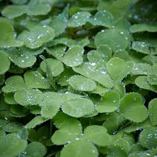 Attēlu rezultāti vaicājumam “Cribraria oregana”