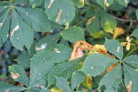 Attēlu rezultāti vaicājumam “Phellodendron amurense leaf”
