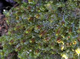 Attēlu rezultāti vaicājumam “Diplophyllum albicans”