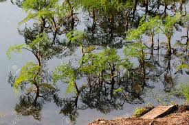 Attēlu rezultāti vaicājumam “Oenanthe aquatica”