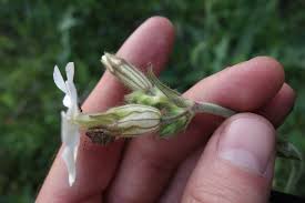 Attēlu rezultāti vaicājumam “Silene latifolia subsp. alba flower”