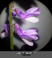 Attēlu rezultāti vaicājumam “Vicia tenuifolia flower”