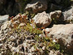 Attēlu rezultāti vaicājumam “Dicranella varia”