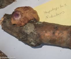 Attēlu rezultāti vaicājumam “Hapalopilus aurantiacus”