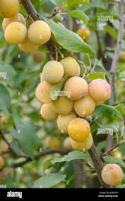 Attēlu rezultāti vaicājumam “Prunus domestica subsp. insitita”