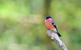 Attēlu rezultāti vaicājumam “Pyrrhula pyrrhula male”