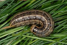 Attēlu rezultāti vaicājumam “Tholera decimalis”